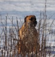 /album/anka/duinen-021-jpg/